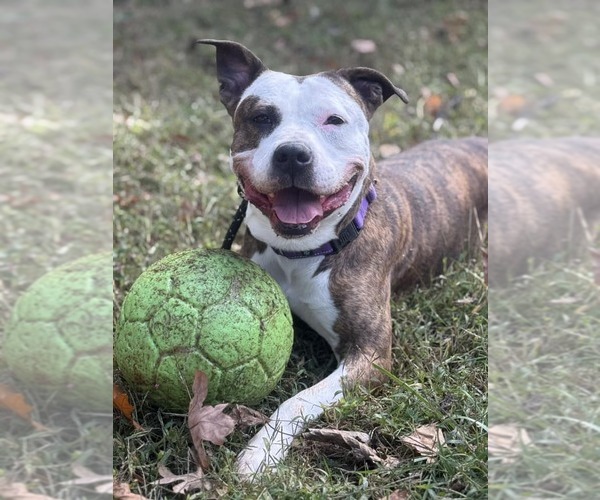 Medium Photo #2 American Pit Bull Terrier-Unknown Mix Puppy For Sale in Spring Lake, NJ, USA
