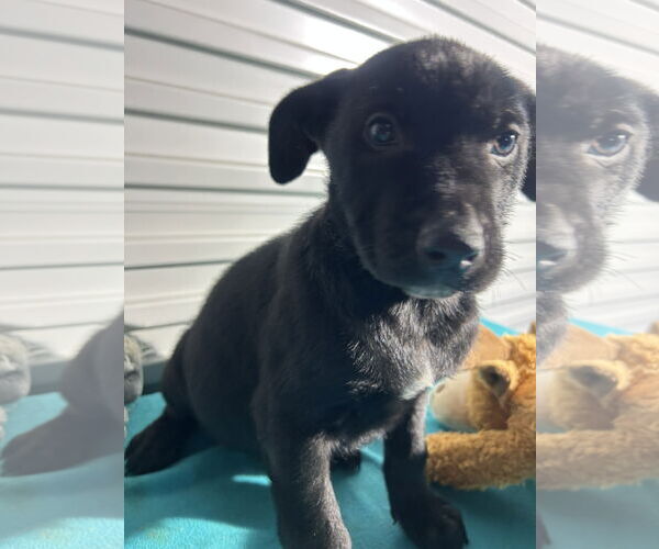 Medium Photo #2 Labrador Retriever-Unknown Mix Puppy For Sale in Tarrytown, GA, USA