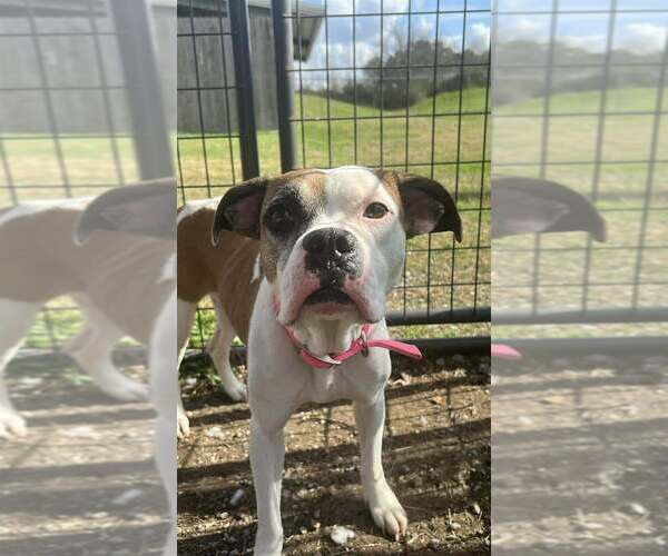 Medium Photo #6 Boxer-Unknown Mix Puppy For Sale in Abbeville, LA, USA