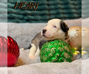 Siberian Husky-Unknown Mix Dogs for adoption in Severn, MD, USA