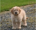 Small Photo #1 Cockalier-Poodle (Miniature) Mix Puppy For Sale in STANLEY, WI, USA