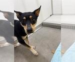 Small Collie Mix