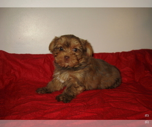 Yorkshire Terrier Puppy for sale in BAKERSFIELD, CA, USA