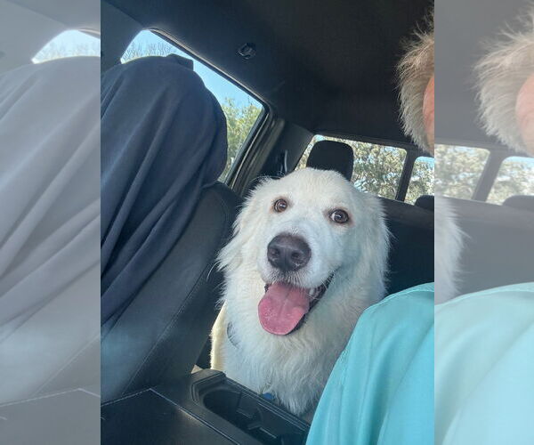 Medium Photo #4 Great Pyrenees Puppy For Sale in Bonita Springs, FL, USA