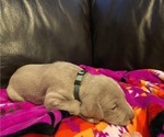 Small Photo #3 Weimaraner Puppy For Sale in POINT ROBERTS, WA, USA
