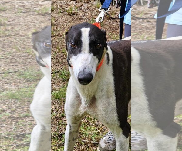 Medium Photo #2 Greyhound Puppy For Sale in Cherry Hill, NJ, USA