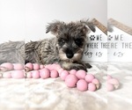 Small #6 Schnauzer (Miniature)