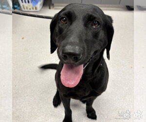 Labrador Retriever-Unknown Mix Dogs for adoption in Washington, DC, USA