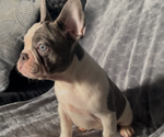 Small #1 French Bulldog