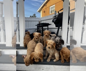 Goldendoodle Puppy for Sale in PITTSBURGH, Pennsylvania USA