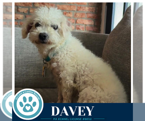 Maltipoo (Miniature) Dogs for adoption in Kimberton, PA, USA