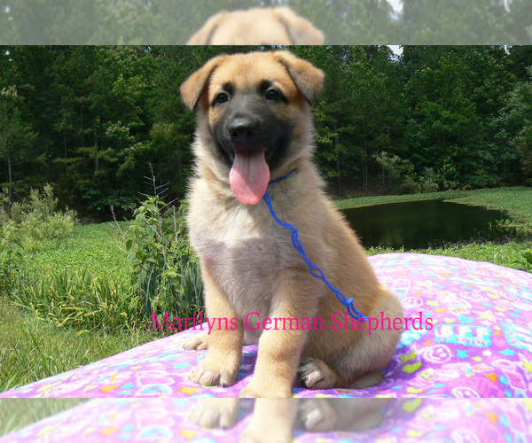 Medium Photo #5 German Shepherd Dog Puppy For Sale in PIEDMONT, MO, USA