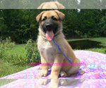 Small #4 German Shepherd Dog