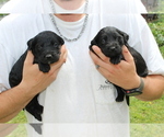 Small Photo #15 Labradoodle Puppy For Sale in ROCKY MOUNT, NC, USA