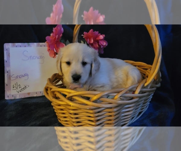 Medium Photo #16 Golden Retriever Puppy For Sale in VOORHEES, NJ, USA