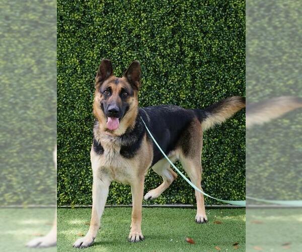 Medium Photo #2 German Shepherd Dog Puppy For Sale in Naples, FL, USA