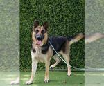 Small #1 German Shepherd Dog
