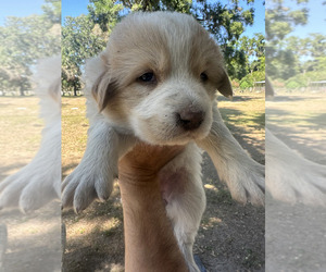 Karakachan Puppy for sale in LITHIA, FL, USA