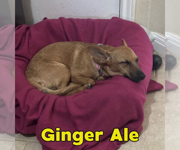 Medium Photo #17 Dachshund-Unknown Mix Puppy For Sale in San Antonio, TX, USA