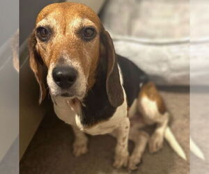 Medium Beagle