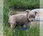 Small #2 Chihuahua