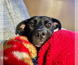Labrador Retriever-Unknown Mix Dogs for adoption in Germantown, OH, USA