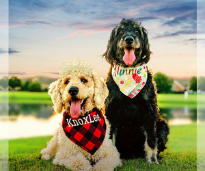 Father of the Goldendoodle puppies born on 09/06/2019