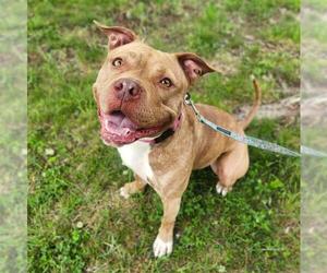 Mutt Dogs for adoption in Minneapolis, MN, USA