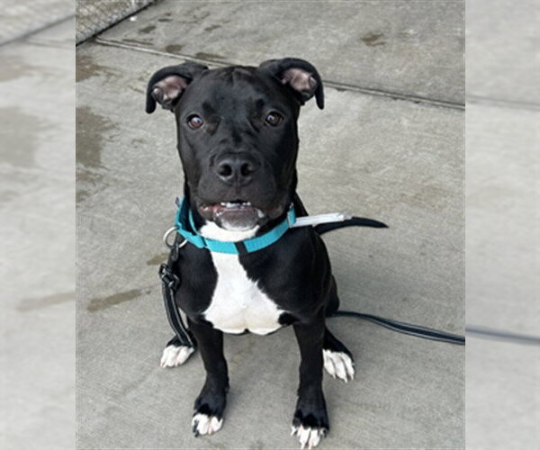 Medium Photo #1 American Pit Bull Terrier Puppy For Sale in Denver, CO, USA