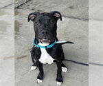 Small American Pit Bull Terrier
