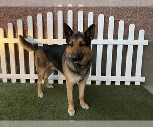German Shepherd Dog Dogs for adoption in Modesto, CA, USA