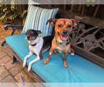 Small #4 Chihuahua Mix