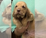 Red LM 8 - Male Bloodhound Puppy for Sale - Photo #6
