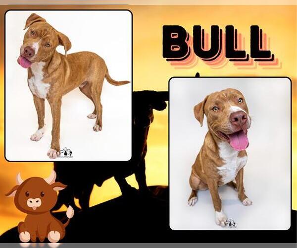 Medium Photo #2 American Pit Bull Terrier-Labrador Retriever Mix Puppy For Sale in Pearland, TX, USA