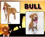 Small #1 American Pit Bull Terrier-Labrador Retriever Mix
