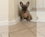 Small Photo #17 French Bulldog Puppy For Sale in FITCHBURG, WI, USA