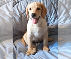 Labrador Retriever Puppy for sale in CALIENTE, CA, USA