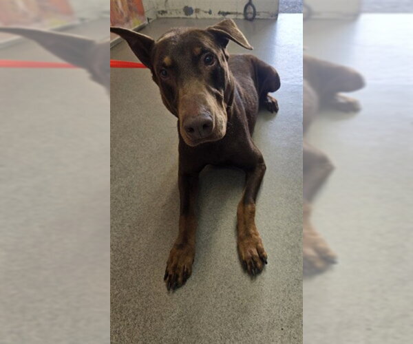 Medium Photo #1 Doberman Pinscher Puppy For Sale in San Bernardino, CA, USA