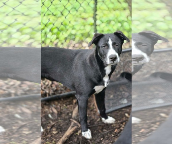 Medium Photo #5 Mutt Puppy For Sale in Crandall, GA, USA