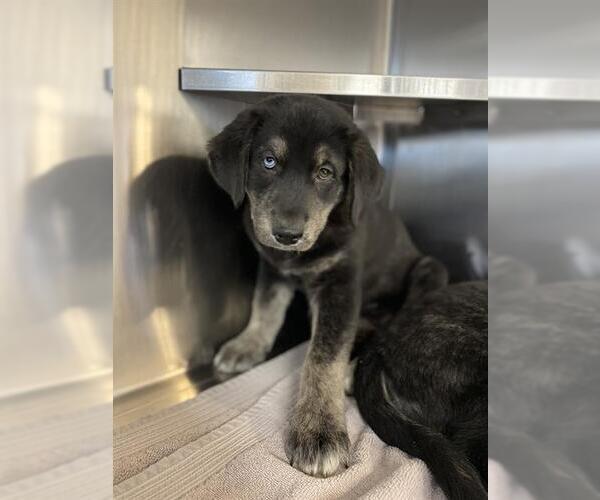 Medium Photo #1 Gerberian Shepsky Puppy For Sale in Chula Vista, CA, USA