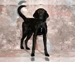 Small Photo #1 Labrador Retriever Puppy For Sale in West Valley, UT, USA