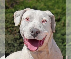 Dogo Argentino-Labrador Retriever Mix Dogs for adoption in Albuquerque, NM, USA