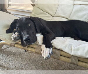 Medium Great Dane Mix