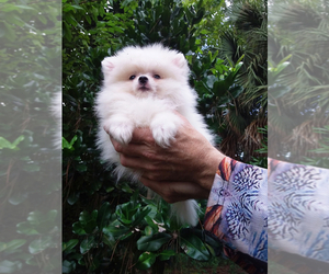 Pomeranian Puppy for sale in WEST PALM BEACH, FL, USA