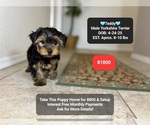 Image preview for Ad Listing. Nickname: Teddy