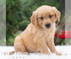 Golden Retriever Puppy for sale in NEWPORT, PA, USA