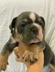 Small Photo #1 English Bulldog Puppy For Sale in DANIA BEACH, FL, USA