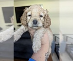 Annie - Female Cockapoo (Miniature) Puppy for Sale - Small photo