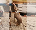Small #17 Staffordshire Bull Terrier Mix