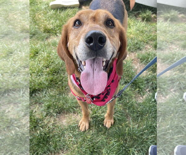 Medium Photo #8 Mutt Puppy For Sale in Oakhurst, NJ, USA